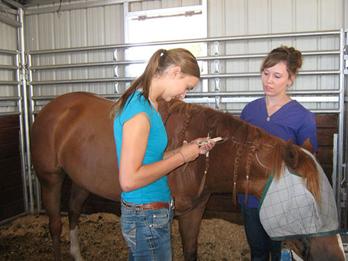  Vet technicians caring for a mare with corneal ulcers on both eyes