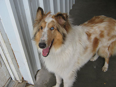 Collie